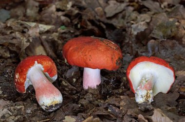 Russula tinctipes grows in deciduous forests, in groups of few specimens, in autumn.Russula tinctipes is an extremely beautiful mushroom from the genus Russula. clipart