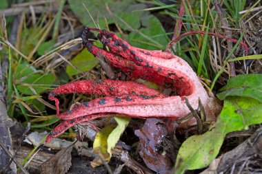 Kızıl Clathrus okçusu ormanda. Şeytan 'ın parmakları. Clathrus archeri, ahtapot mantarı ya da şeytan parmağı olarak da bilinir. Sonbaharda görülen kırmızı mantar.