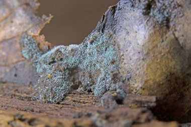 Trichoderma viride bir mantar ve biofungicide. Birkaç bitki patojeni öldüren ya da büyümelerini engelleyen antibiyotik maddeler üretir..