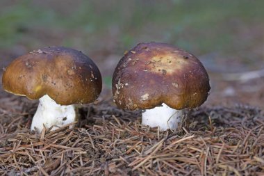 Russula integra, mantargiller (Cervidae) familyasından bir mantar türü. Mantar, Russula 'nın büyük cinsinden geliyor.