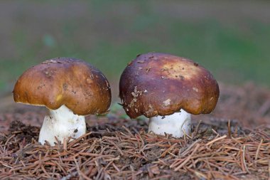 Russula integra, mantargiller (Cervidae) familyasından bir mantar türü. Mantar, Russula 'nın büyük cinsinden geliyor.