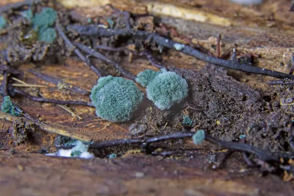 Trichoderma viride bir mantar ve biofungicide. Birkaç bitki patojeni öldüren ya da büyümelerini engelleyen antibiyotik maddeler üretir..