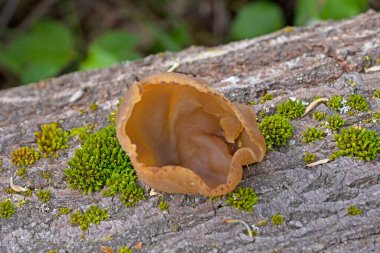 Peziza repanda, commonly known as the Palomino cup or recurved cup, is a species of fungus in the genus Peziza, family Pezizaceae. clipart