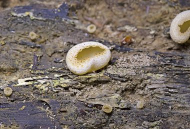 Peziza domiciliana, Pezizaceae familyasından bir mantar türüdür..