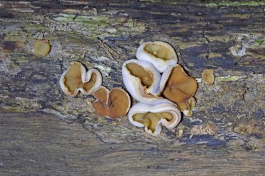 Peziza domiciliana, Pezizaceae familyasından bir mantar türüdür..