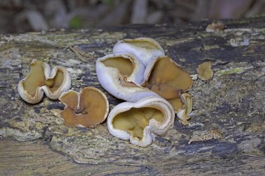 Peziza domiciliana, Pezizaceae familyasından bir mantar türüdür..