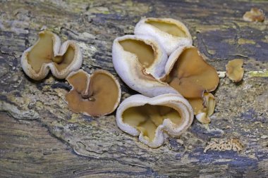 Peziza domiciliana, Pezizaceae familyasından bir mantar türüdür..