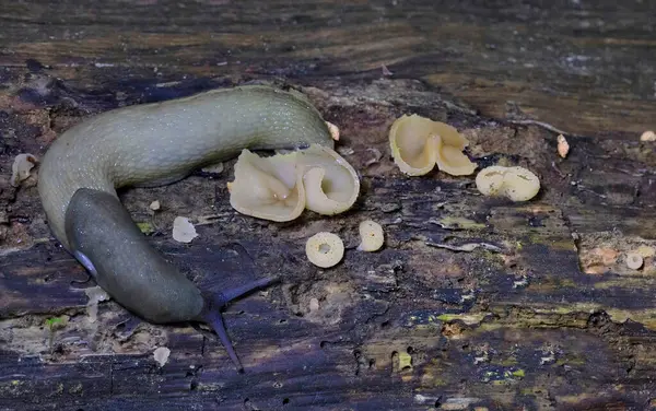 Peziza domiciliana, Pezizaceae familyasından bir mantar türüdür..