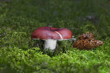 Russula paludosa is an edible species of mushroom within the large genus Russula. It is common to Europe clipart