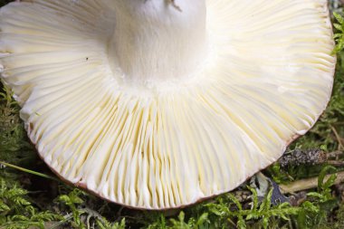 Russula paludosa, Russula familyasından yenebilir bir mantar türüdür. Avrupa 'da yaygındır.