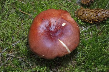 Russula paludosa, Russula familyasından yenebilir bir mantar türüdür. Avrupa 'da yaygındır.