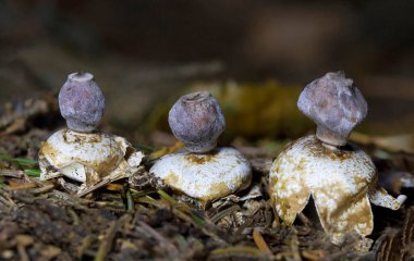 Geastrum kuadrifidum ya da yaygın olarak bilinen adıyla dört ayaklı toprak yıldızı, Geastrum ya da yer yıldızı mantarı cinsine ait yenmez bir mantar türüdür..