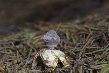 Geastrum kuadrifidum ya da yaygın olarak bilinen adıyla dört ayaklı toprak yıldızı, Geastrum ya da yer yıldızı mantarı cinsine ait yenmez bir mantar türüdür..