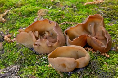 Peziza badia kozalaklı ormanlarda (çam ağaçları ile) kumlu topraklarda veya karışık ormanlarda, ölü parke üzerinde, kütükler üzerinde, yollar boyunca, her zaman ıslak yerlerde, gruplar halinde görülebilir..