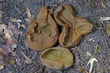 Peziza badia kozalaklı ormanlarda (çam ağaçları ile) kumlu topraklarda veya karışık ormanlarda, ölü parke üzerinde, kütükler üzerinde, yollar boyunca, her zaman ıslak yerlerde, gruplar halinde görülebilir..