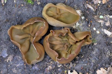 Peziza badia kozalaklı ormanlarda (çam ağaçları ile) kumlu topraklarda veya karışık ormanlarda, ölü parke üzerinde, kütükler üzerinde, yollar boyunca, her zaman ıslak yerlerde, gruplar halinde görülebilir..