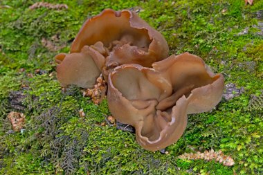Peziza badia kozalaklı ormanlarda (çam ağaçları ile) kumlu topraklarda veya karışık ormanlarda, ölü parke üzerinde, kütükler üzerinde, yollar boyunca, her zaman ıslak yerlerde, gruplar halinde görülebilir..