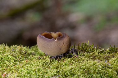 Peziza vesiculosa, Pezizaceae familyasının bir üyesidir. Mantarın çok sıra dışı bir görünüşü var, bu yüzden adı var. Nemli yerlerde yetişir, besin açısından zengin toprakları tercih eder.