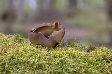 Peziza vesiculosa, Pezizaceae familyasının bir üyesidir. Mantarın çok sıra dışı bir görünüşü var, bu yüzden adı var. Nemli yerlerde yetişir, besin açısından zengin toprakları tercih eder.