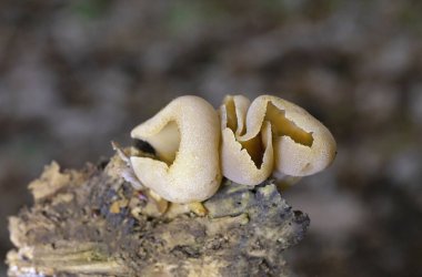 Peziza varia odunsu molozlarla dolu toprağı tercih eder, gübre (özellikle at gübresi) üzerinde yetişir ve büyük miktarlarda organik madde bulunduğunda saman ya da toprak üzerinde yoğunlaşır..