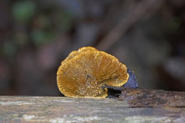 Gloeophyllum sepiarium,the rusty gilled polypore,is a wood decay fungus that causes a brown rot.Gloeophyllum sepiarium grows in thin, dark brown brackets on dead conifers clipart