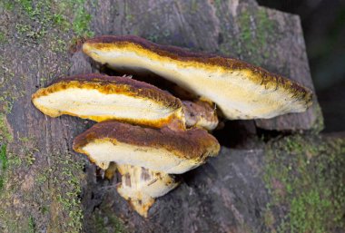 Gloeophyllum odoratum, Anise Mazegill ve Kahverengi Çürük Mantar olarak da bilinir. Anise Mazegill, kahverengi bir çürük mantar, Gloeophyllum odoratum..