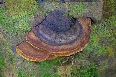 Gloeophyllum odoratum, known as the Anise Mazegill and Brown Rot Fungus, a polypore from Romania.Anise mazegill, a brown rot fungus, Gloeophyllum odoratum. clipart