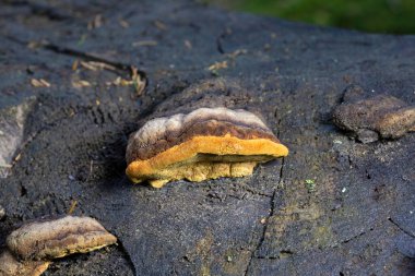 Gloeophyllum odoratum, Anise Mazegill ve Kahverengi Çürük Mantar olarak da bilinir. Anise Mazegill, kahverengi bir çürük mantar, Gloeophyllum odoratum..