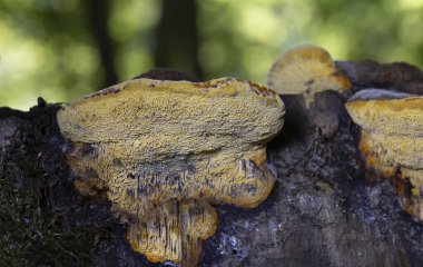 Gloeophyllum odoratum, known as the Anise Mazegill and Brown Rot Fungus, a polypore from Romania.Anise mazegill, a brown rot fungus, Gloeophyllum odoratum. clipart