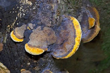 Gloeophyllum odoratum, known as the Anise Mazegill and Brown Rot Fungus, a polypore from Romania.Anise mazegill, a brown rot fungus, Gloeophyllum odoratum. clipart