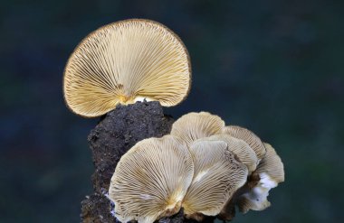 Crepidotus crocophyllus sarı ile turuncu solungaçları, kestane kahverengisi ile kadife kepçesi ve ince bir kabuğu olmadan ayırt edilebilir..