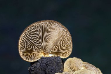 Crepidotus crocophyllus sarı ile turuncu solungaçları, kestane kahverengisi ile kadife kepçesi ve ince bir kabuğu olmadan ayırt edilebilir..