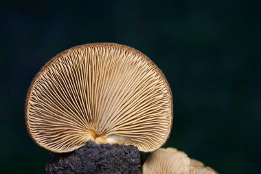 Crepidotus crocophyllus sarı ile turuncu solungaçları, kestane kahverengisi ile kadife kepçesi ve ince bir kabuğu olmadan ayırt edilebilir..