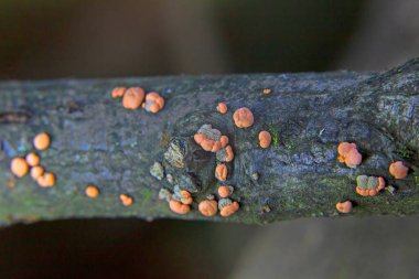 Nectria cinnabarina, also known as coral spot,is a plant pathogen that causes cankers on broadleaf trees. Tree and shrub pathogen -Coral Spot Fungus parasitic fungus grows as a saprophyte on dead wood