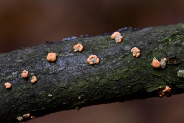 Nectria cinnabarina, also known as coral spot,is a plant pathogen that causes cankers on broadleaf trees. Tree and shrub pathogen -Coral Spot Fungus parasitic fungus grows as a saprophyte on dead wood clipart