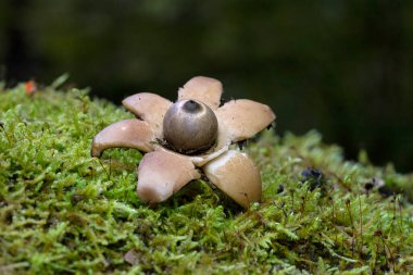 Geastrum michelianum, dünyanın dört bir yanındaki ahşap ormanlarda bulunan bir mantar türüdür..