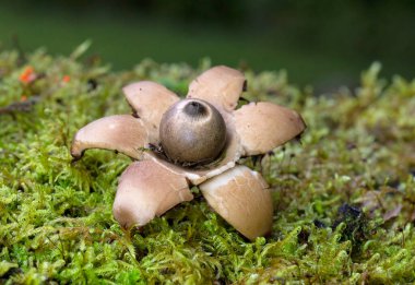 Geastrum michelianum, dünyanın dört bir yanındaki ahşap ormanlarda bulunan bir mantar türüdür..