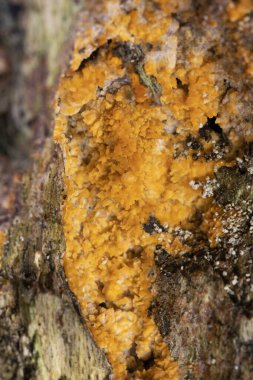 Renkli ahşap mantar yakın çekim, huş ağacı kabuğunda kırışık (Phlebia radiata), güzel turuncu ve morarmış kahverengi bölgeler göstermektedir