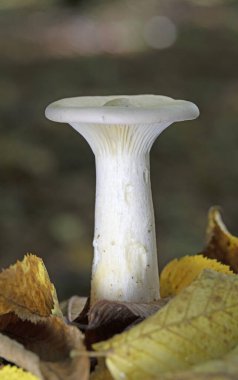 Close up of the gills of Infundibulicybe geotropa or Clitocybe geotropa (Trooping Funnel), also known as Monks Head, growing through grass at the edge of woodland in the Romania, Europa clipart