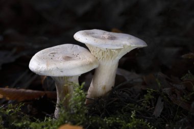 Sonbahar mantarı (Infundibulicybe geotropa) yakın çekim. Infundibulicybe Geotropa (Clitocybe Geotropa) veya yaprak döken ormandaki trooping hunisi. 