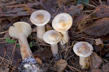 Autumn mushroom (Infundibulicybe geotropa) close up. Infundibulicybe geotropa (Clitocybe geotropa ) or trooping funnel in the deciduous forest.  clipart