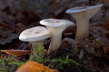 Autumn mushroom (Infundibulicybe geotropa) close up. Infundibulicybe geotropa (Clitocybe geotropa ) or trooping funnel in the deciduous forest.  clipart