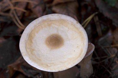 Autumn mushroom (Infundibulicybe geotropa) close up. Infundibulicybe geotropa (Clitocybe geotropa ) or trooping funnel in the deciduous forest.  clipart