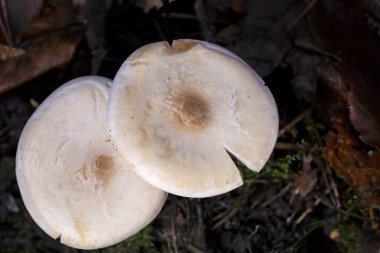 Sonbahar mantarı (Infundibulicybe geotropa) yakın çekim. Infundibulicybe Geotropa (Clitocybe Geotropa) veya yaprak döken ormandaki trooping hunisi. 