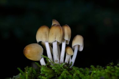 Group of Coprinellus micaceus photographed in autumn in the natural environment, in a deciduous forest.Coprinellus micaceus is a common species of fungus widespread in Europa, usually growing in rotting wood. clipart