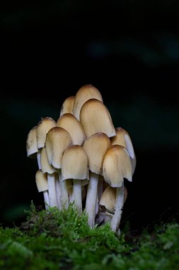 Coprinellus micaceus grubu, sonbaharda yaprak döken bir ormandaki doğal ortamda fotoğraflanmıştır. Coprinellus micaceus, Europa 'da yaygın olarak görülen ve genellikle çürüyen odunlarda yetişen bir mantar türüdür..