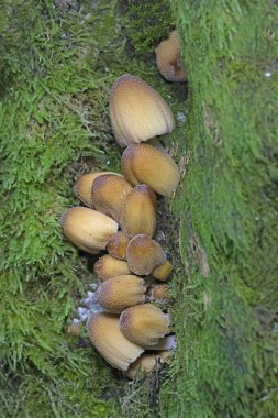 Coprinellus micaceus grubu, sonbaharda yaprak döken bir ormandaki doğal ortamda fotoğraflanmıştır. Coprinellus micaceus, Europa 'da yaygın olarak görülen ve genellikle çürüyen odunlarda yetişen bir mantar türüdür..