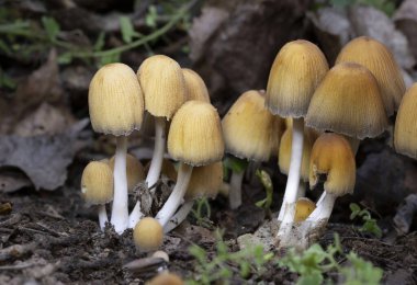 Coprinellus micaceus grubu, sonbaharda yaprak döken bir ormandaki doğal ortamda fotoğraflanmıştır. Coprinellus micaceus, Europa 'da yaygın olarak görülen ve genellikle çürüyen odunlarda yetişen bir mantar türüdür..