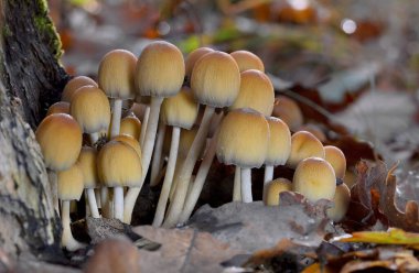 Coprinellus micaceus grubu, sonbaharda yaprak döken bir ormandaki doğal ortamda fotoğraflanmıştır. Coprinellus micaceus, Europa 'da yaygın olarak görülen ve genellikle çürüyen odunlarda yetişen bir mantar türüdür..