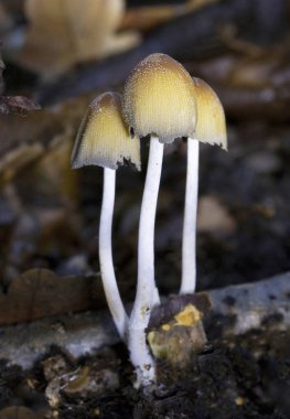 Coprinellus micaceus grubu, sonbaharda yaprak döken bir ormandaki doğal ortamda fotoğraflanmıştır. Coprinellus micaceus, Europa 'da yaygın olarak görülen ve genellikle çürüyen odunlarda yetişen bir mantar türüdür..